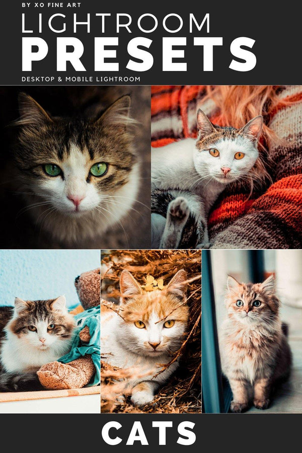 Cats Presets | XO CATS | Set of 7 | Mobile & Desktop Lightroom Presets - cats filters, cats lightroom, cats mobile filters, cats photo filters, cats PRESET, cats presets, FREE Lightroom Presets, furry friends, kitties filters, kitties presets, Lightroom mobile presets, Lightroom Presets, lightroom presets desktop, pets presets, preset, presets, presets lightroom, pussycat presets, pussycats filters