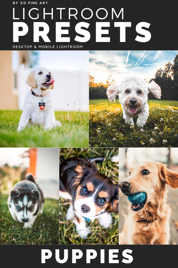 Dogs Presets | XO PUPPIES | Set of 8 | Mobile & Desktop Lightroom Presets - animal presets, dogs presets, FREE Lightroom Presets, furry friends, Lightroom mobile presets, Lightroom Presets, lightroom presets desktop, pet instagram preset, pets presets, preset, presets, presets for dogs, presets for pets, presets for puppies, puppies presets, puppy preset, puppy presets