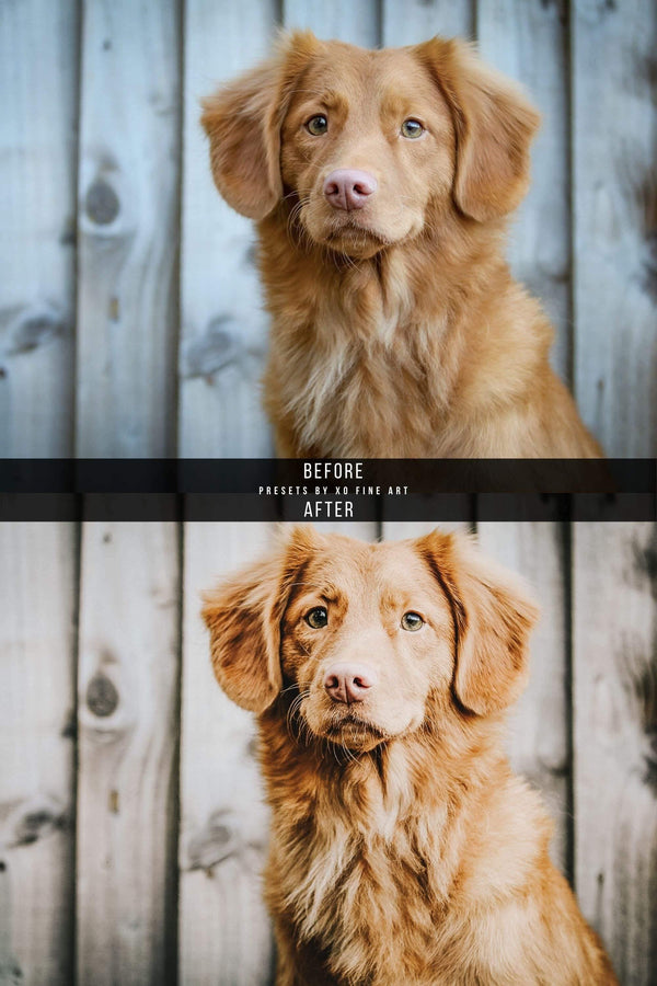 Dogs Presets | DOG LOVERS | Set of 7 | Mobile & Desktop Lightroom Presets - Animal Preset, dog lightroom preset, dog preset, dog presets, FREE Lightroom Presets, furry friends, instagram preset, Lightroom mobile presets, Lightroom Presets, lightroom presets desktop, mobile presets	pet, pets, preset, presets, presets	dog, presets for dogs, presets lightroom, puppy preset, puppy presets
