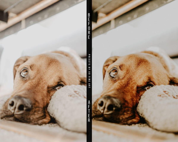Dogs Presets | XO PETS | Set of 8 | Mobile & Desktop Lightroom Presets - animal presets, Animals Presets, Cat Lovers, cats presets, DOG LOVERS, dog preset, dogs presets, FREE Lightroom Presets, FURRY FRIENDS, Lightroom mobile presets, Lightroom Presets, lightroom presets desktop, pet, pets presets, preset, presets, presets dog, presets lightroom