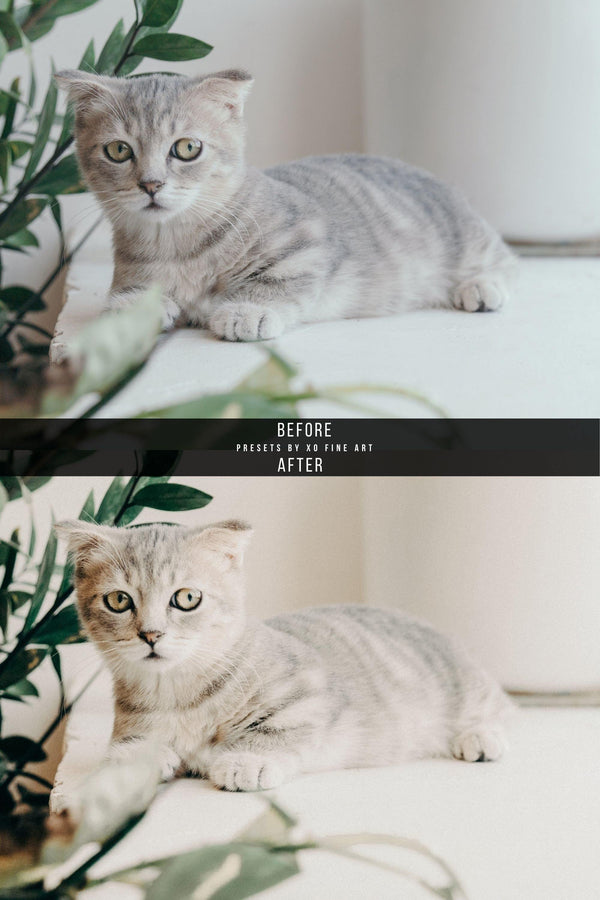 Dogs Presets | XO PETS | Set of 8 | Mobile & Desktop Lightroom Presets - animal presets, Animals Presets, Cat Lovers, cats presets, DOG LOVERS, dog preset, dogs presets, FREE Lightroom Presets, FURRY FRIENDS, Lightroom mobile presets, Lightroom Presets, lightroom presets desktop, pet, pets presets, preset, presets, presets dog, presets lightroom