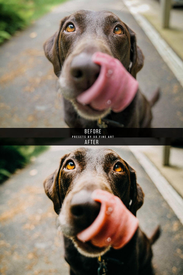 Dogs Presets | XO PETS | Set of 8 | Mobile & Desktop Lightroom Presets - animal presets, Animals Presets, Cat Lovers, cats presets, DOG LOVERS, dog preset, dogs presets, FREE Lightroom Presets, FURRY FRIENDS, Lightroom mobile presets, Lightroom Presets, lightroom presets desktop, pet, pets presets, preset, presets, presets dog, presets lightroom