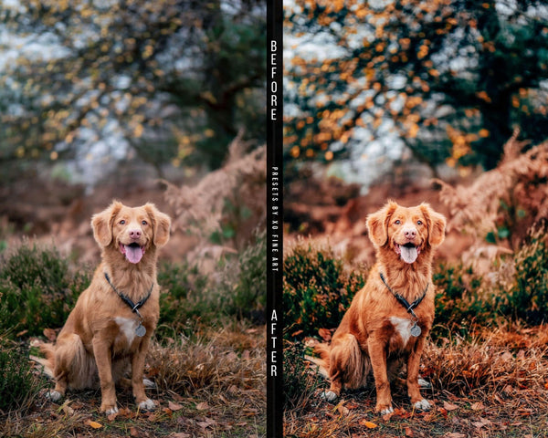 Dogs Presets | DOG LOVERS | Set of 7 | Mobile & Desktop Lightroom Presets - Animal Preset, dog lightroom preset, dog preset, dog presets, FREE Lightroom Presets, furry friends, instagram preset, Lightroom mobile presets, Lightroom Presets, lightroom presets desktop, mobile presets	pet, pets, preset, presets, presets	dog, presets for dogs, presets lightroom, puppy preset, puppy presets