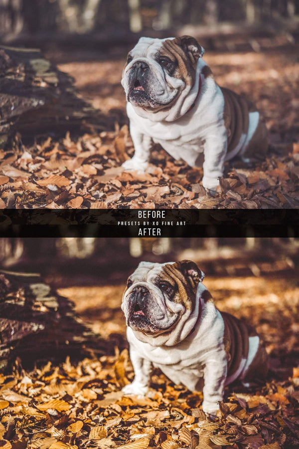 Dogs Presets | DOG LOVERS | Set of 7 | Mobile & Desktop Lightroom Presets - Animal Preset, dog lightroom preset, dog preset, dog presets, FREE Lightroom Presets, furry friends, instagram preset, Lightroom mobile presets, Lightroom Presets, lightroom presets desktop, mobile presets	pet, pets, preset, presets, presets	dog, presets for dogs, presets lightroom, puppy preset, puppy presets