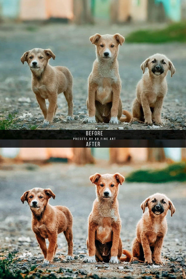 Dogs Presets | DOG LOVERS | Set of 7 | Mobile & Desktop Lightroom Presets - Animal Preset, dog lightroom preset, dog preset, dog presets, FREE Lightroom Presets, furry friends, instagram preset, Lightroom mobile presets, Lightroom Presets, lightroom presets desktop, mobile presets	pet, pets, preset, presets, presets	dog, presets for dogs, presets lightroom, puppy preset, puppy presets