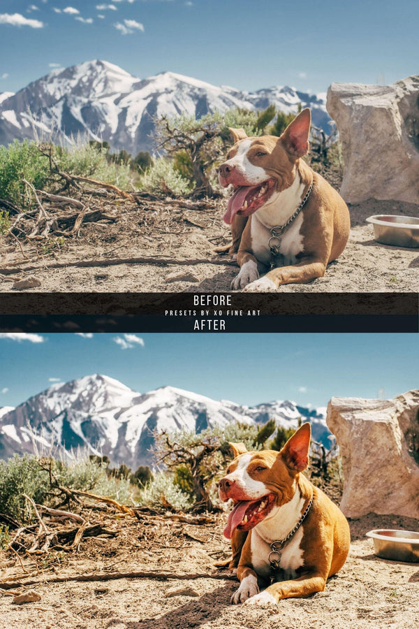 Dogs Presets | DOG LOVERS | Set of 7 | Mobile & Desktop Lightroom Presets - Animal Preset, dog lightroom preset, dog preset, dog presets, FREE Lightroom Presets, furry friends, instagram preset, Lightroom mobile presets, Lightroom Presets, lightroom presets desktop, mobile presets	pet, pets, preset, presets, presets	dog, presets for dogs, presets lightroom, puppy preset, puppy presets