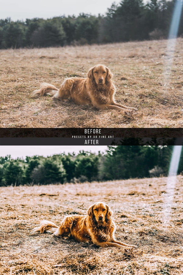 Dogs Presets | DOG LOVERS | Set of 7 | Mobile & Desktop Lightroom Presets - Animal Preset, dog lightroom preset, dog preset, dog presets, FREE Lightroom Presets, furry friends, instagram preset, Lightroom mobile presets, Lightroom Presets, lightroom presets desktop, mobile presets	pet, pets, preset, presets, presets	dog, presets for dogs, presets lightroom, puppy preset, puppy presets