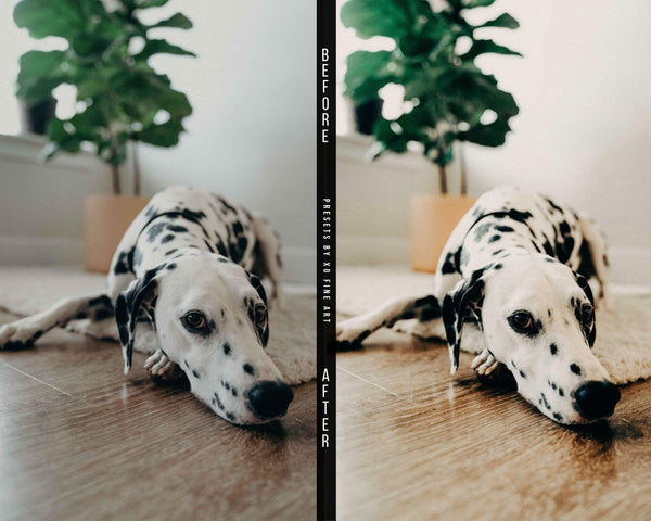 Dogs Presets | XO PETS | Set of 8 | Mobile & Desktop Lightroom Presets - animal presets, Animals Presets, Cat Lovers, cats presets, DOG LOVERS, dog preset, dogs presets, FREE Lightroom Presets, FURRY FRIENDS, Lightroom mobile presets, Lightroom Presets, lightroom presets desktop, pet, pets presets, preset, presets, presets dog, presets lightroom