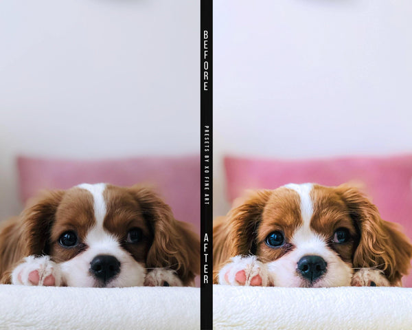 Dogs Presets | XO PUPPIES | Set of 8 | Mobile & Desktop Lightroom Presets - animal presets, dogs presets, FREE Lightroom Presets, furry friends, Lightroom mobile presets, Lightroom Presets, lightroom presets desktop, pet instagram preset, pets presets, preset, presets, presets for dogs, presets for pets, presets for puppies, puppies presets, puppy preset, puppy presets