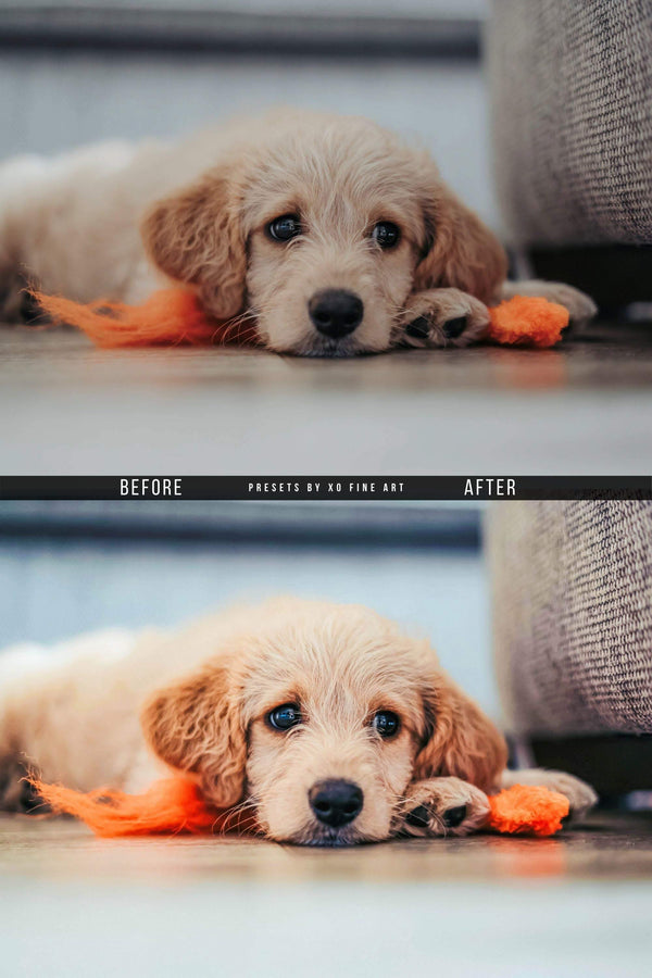 Dogs Presets | XO PUPPIES | Set of 8 | Mobile & Desktop Lightroom Presets - animal presets, dogs presets, FREE Lightroom Presets, furry friends, Lightroom mobile presets, Lightroom Presets, lightroom presets desktop, pet instagram preset, pets presets, preset, presets, presets for dogs, presets for pets, presets for puppies, puppies presets, puppy preset, puppy presets