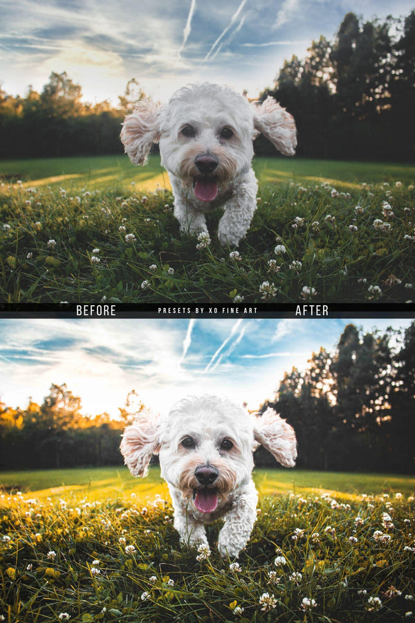 Dogs Presets | XO PUPPIES | Set of 8 | Mobile & Desktop Lightroom Presets - animal presets, dogs presets, FREE Lightroom Presets, furry friends, Lightroom mobile presets, Lightroom Presets, lightroom presets desktop, pet instagram preset, pets presets, preset, presets, presets for dogs, presets for pets, presets for puppies, puppies presets, puppy preset, puppy presets