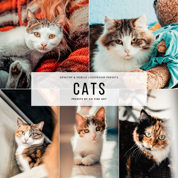 Cats Presets | XO CATS | Set of 7 | Mobile & Desktop Lightroom Presets - cats filters, cats lightroom, cats mobile filters, cats photo filters, cats PRESET, cats presets, FREE Lightroom Presets, furry friends, kitties filters, kitties presets, Lightroom mobile presets, Lightroom Presets, lightroom presets desktop, pets presets, preset, presets, presets lightroom, pussycat presets, pussycats filters