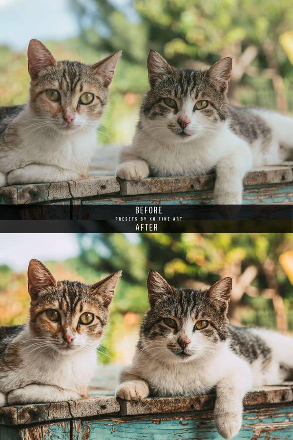 Cats Presets | XO CATS | Set of 7 | Mobile & Desktop Lightroom Presets - cats filters, cats lightroom, cats mobile filters, cats photo filters, cats PRESET, cats presets, FREE Lightroom Presets, furry friends, kitties filters, kitties presets, Lightroom mobile presets, Lightroom Presets, lightroom presets desktop, pets presets, preset, presets, presets lightroom, pussycat presets, pussycats filters