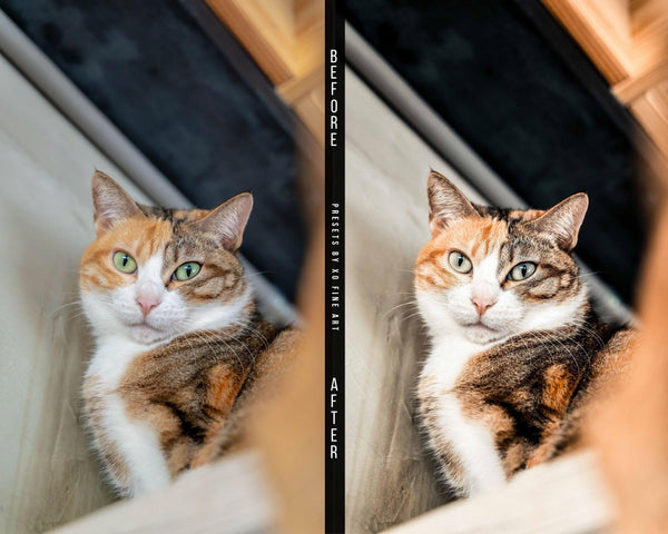 Cats Presets | XO CATS | Set of 7 | Mobile & Desktop Lightroom Presets - cats filters, cats lightroom, cats mobile filters, cats photo filters, cats PRESET, cats presets, FREE Lightroom Presets, furry friends, kitties filters, kitties presets, Lightroom mobile presets, Lightroom Presets, lightroom presets desktop, pets presets, preset, presets, presets lightroom, pussycat presets, pussycats filters