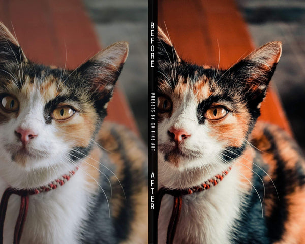 Cats Presets | XO CATS | Set of 7 | Mobile & Desktop Lightroom Presets - cats filters, cats lightroom, cats mobile filters, cats photo filters, cats PRESET, cats presets, FREE Lightroom Presets, furry friends, kitties filters, kitties presets, Lightroom mobile presets, Lightroom Presets, lightroom presets desktop, pets presets, preset, presets, presets lightroom, pussycat presets, pussycats filters