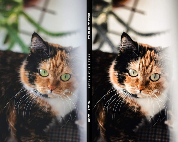 Cats Presets | XO CATS | Set of 7 | Mobile & Desktop Lightroom Presets - cats filters, cats lightroom, cats mobile filters, cats photo filters, cats PRESET, cats presets, FREE Lightroom Presets, furry friends, kitties filters, kitties presets, Lightroom mobile presets, Lightroom Presets, lightroom presets desktop, pets presets, preset, presets, presets lightroom, pussycat presets, pussycats filters