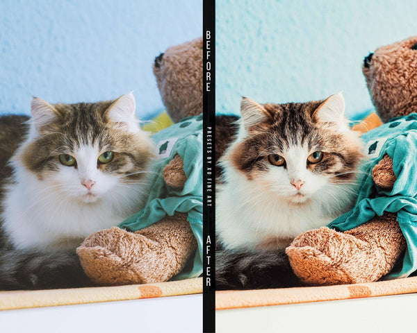 Cats Presets | XO CATS | Set of 7 | Mobile & Desktop Lightroom Presets - cats filters, cats lightroom, cats mobile filters, cats photo filters, cats PRESET, cats presets, FREE Lightroom Presets, furry friends, kitties filters, kitties presets, Lightroom mobile presets, Lightroom Presets, lightroom presets desktop, pets presets, preset, presets, presets lightroom, pussycat presets, pussycats filters