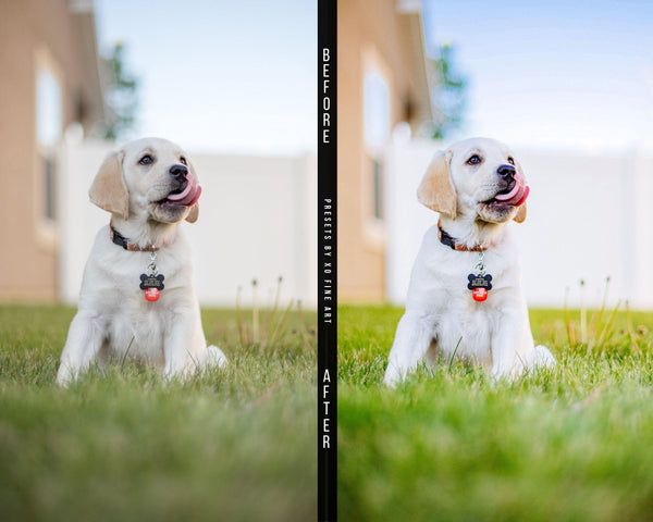 Dogs Presets | XO PUPPIES | Set of 8 | Mobile & Desktop Lightroom Presets - animal presets, dogs presets, FREE Lightroom Presets, furry friends, Lightroom mobile presets, Lightroom Presets, lightroom presets desktop, pet instagram preset, pets presets, preset, presets, presets for dogs, presets for pets, presets for puppies, puppies presets, puppy preset, puppy presets