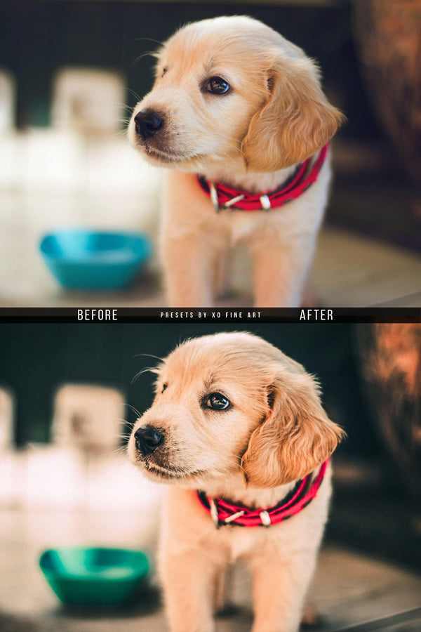 Dogs Presets | XO PUPPIES | Set of 8 | Mobile & Desktop Lightroom Presets - animal presets, dogs presets, FREE Lightroom Presets, furry friends, Lightroom mobile presets, Lightroom Presets, lightroom presets desktop, pet instagram preset, pets presets, preset, presets, presets for dogs, presets for pets, presets for puppies, puppies presets, puppy preset, puppy presets