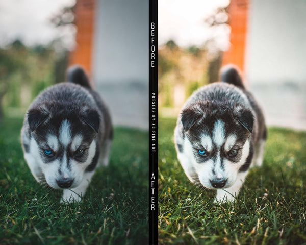 Dogs Presets | XO PUPPIES | Set of 8 | Mobile & Desktop Lightroom Presets - animal presets, dogs presets, FREE Lightroom Presets, furry friends, Lightroom mobile presets, Lightroom Presets, lightroom presets desktop, pet instagram preset, pets presets, preset, presets, presets for dogs, presets for pets, presets for puppies, puppies presets, puppy preset, puppy presets