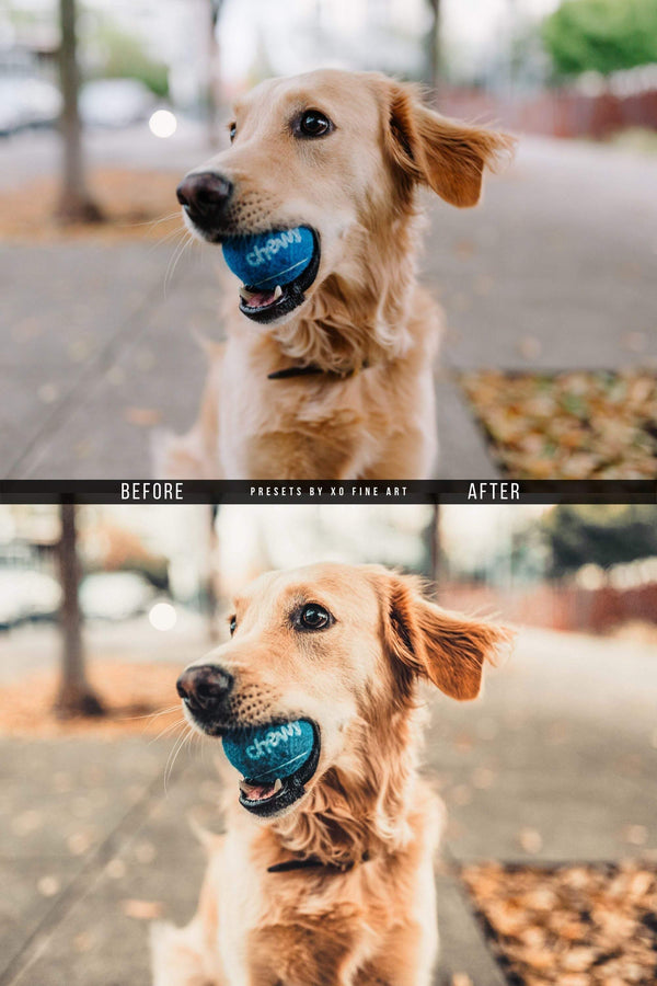 Dogs Presets | XO PUPPIES | Set of 8 | Mobile & Desktop Lightroom Presets - animal presets, dogs presets, FREE Lightroom Presets, furry friends, Lightroom mobile presets, Lightroom Presets, lightroom presets desktop, pet instagram preset, pets presets, preset, presets, presets for dogs, presets for pets, presets for puppies, puppies presets, puppy preset, puppy presets