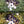 Load image into Gallery viewer, Dogs Presets | XO PUPPIES | Set of 8 | Mobile & Desktop Lightroom Presets - animal presets, dogs presets, FREE Lightroom Presets, furry friends, Lightroom mobile presets, Lightroom Presets, lightroom presets desktop, pet instagram preset, pets presets, preset, presets, presets for dogs, presets for pets, presets for puppies, puppies presets, puppy preset, puppy presets