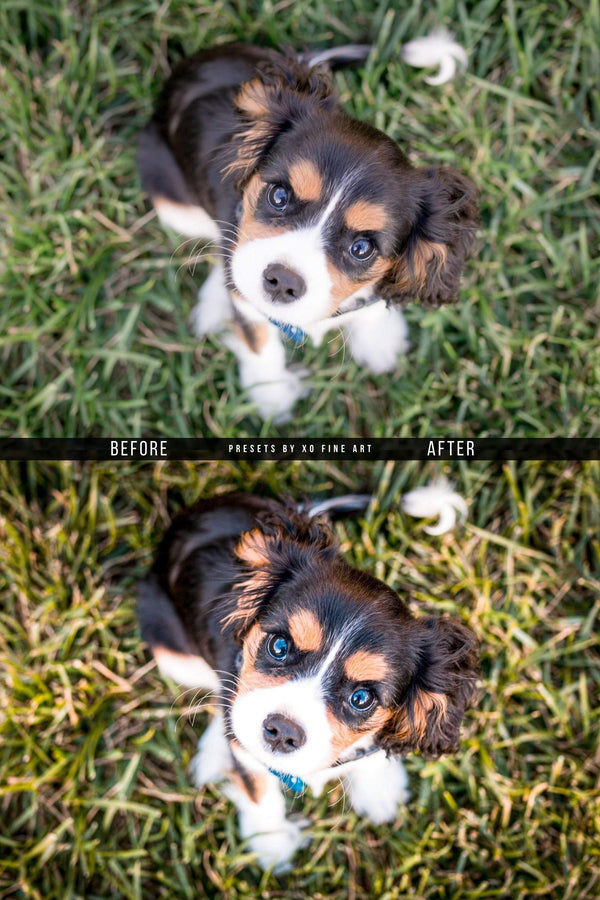 Dogs Presets | XO PUPPIES | Set of 8 | Mobile & Desktop Lightroom Presets - animal presets, dogs presets, FREE Lightroom Presets, furry friends, Lightroom mobile presets, Lightroom Presets, lightroom presets desktop, pet instagram preset, pets presets, preset, presets, presets for dogs, presets for pets, presets for puppies, puppies presets, puppy preset, puppy presets
