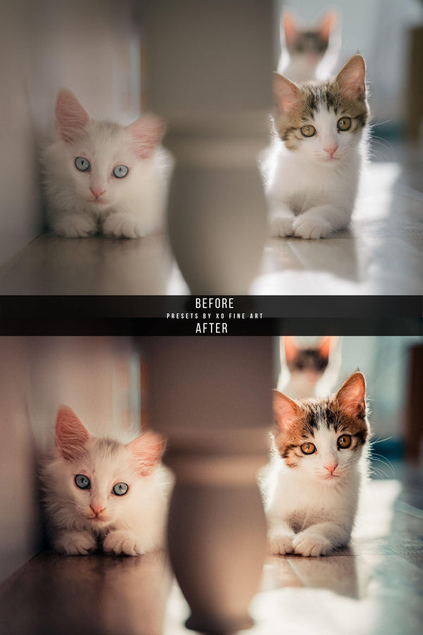 Cats Presets | XO CATS | Set of 7 | Mobile & Desktop Lightroom Presets - cats filters, cats lightroom, cats mobile filters, cats photo filters, cats PRESET, cats presets, FREE Lightroom Presets, furry friends, kitties filters, kitties presets, Lightroom mobile presets, Lightroom Presets, lightroom presets desktop, pets presets, preset, presets, presets lightroom, pussycat presets, pussycats filters
