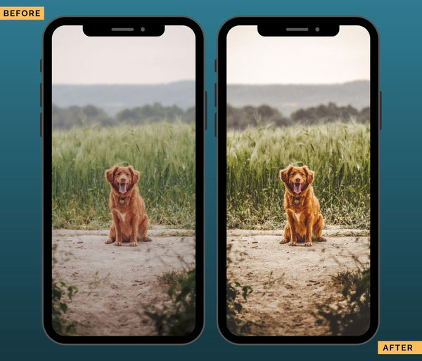 Dogs Presets | DOG LOVERS | Set of 7 | Mobile & Desktop Lightroom Presets - Animal Preset, dog lightroom preset, dog preset, dog presets, FREE Lightroom Presets, furry friends, instagram preset, Lightroom mobile presets, Lightroom Presets, lightroom presets desktop, mobile presets	pet, pets, preset, presets, presets	dog, presets for dogs, presets lightroom, puppy preset, puppy presets
