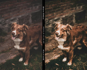 Dogs Presets | DOG LOVERS | Set of 7 | Mobile & Desktop Lightroom Presets - Animal Preset, dog lightroom preset, dog preset, dog presets, FREE Lightroom Presets, furry friends, instagram preset, Lightroom mobile presets, Lightroom Presets, lightroom presets desktop, mobile presets	pet, pets, preset, presets, presets	dog, presets for dogs, presets lightroom, puppy preset, puppy presets